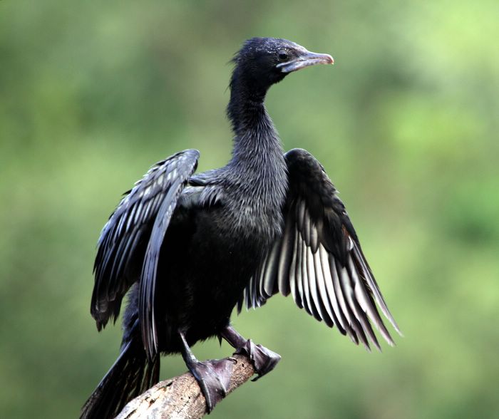 little-cormorant.jpg