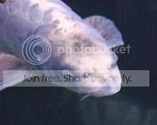 human_faced_fish.jpg