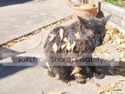 DirtyCat1-2.jpg