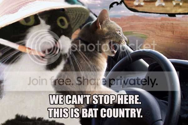 cats_bat_county.jpg