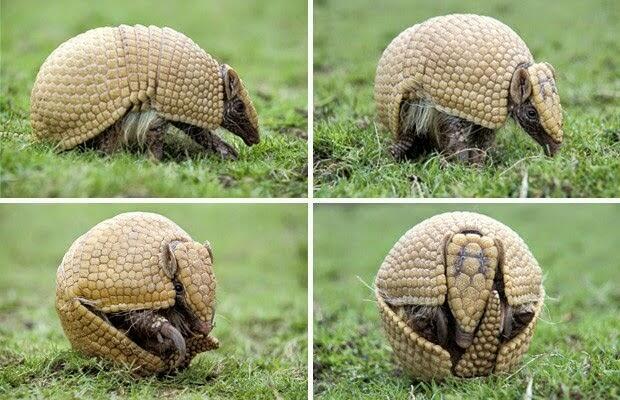 Armadillo hewan yg kebal peluru