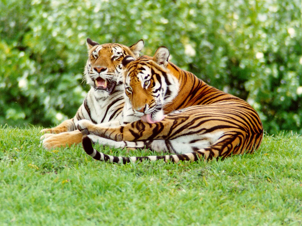 TIGERS.JPG