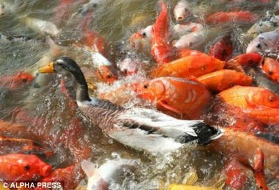 Duck-and-fish-04.jpg