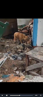 Dead russian solider gets eaten by a Dog
