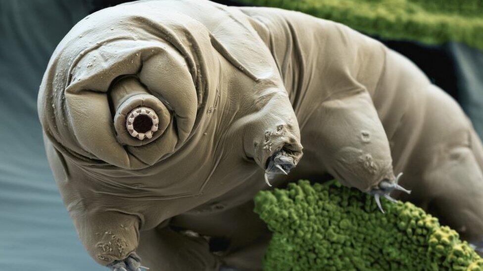 Tardigrade, Makhluk Mikro yg Immortal?!