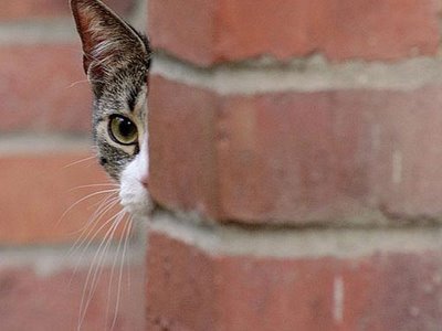 kucing.jpg