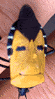 FaceBugFace.gif