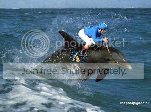sport-extreem-dolfijn.jpg