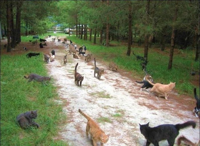 cat-city-1.jpg