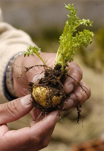 maca-tri-ca.jpg
