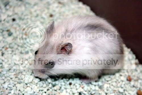 winterwhitepearl012.jpg