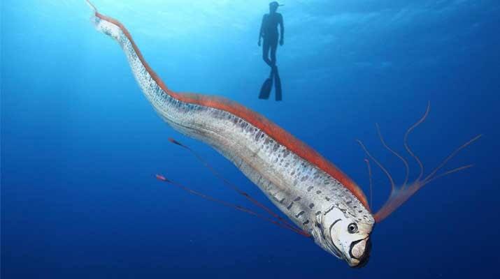 Oarfish! Penghuni Laut Pertanda Bencana! Apa Benar?!!!