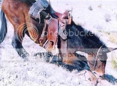Mule3.jpg