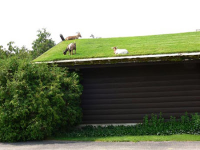 green_roofs_06.jpg