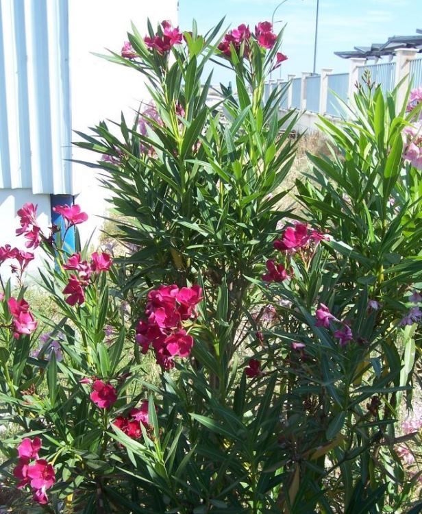 nerium_oleander_45.jpg