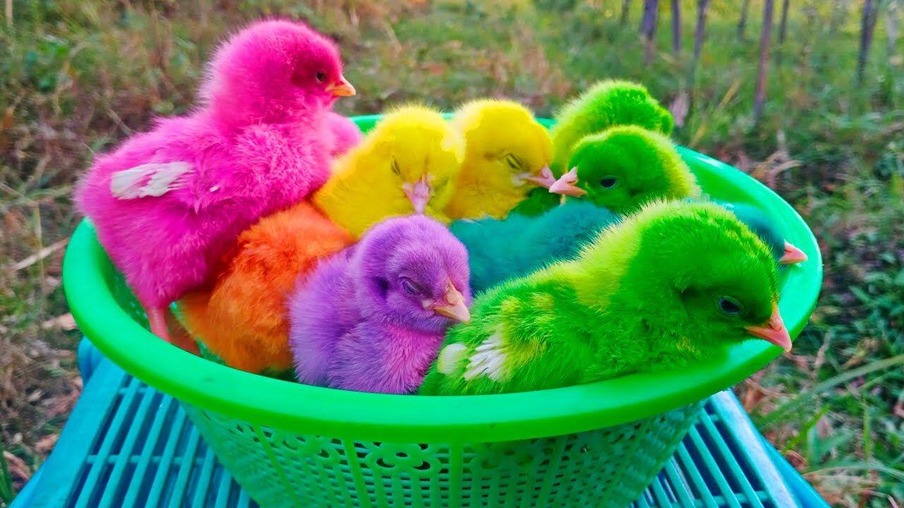 Ayam Warna-Warni, Lucu Tapi Menyimpan Bahaya