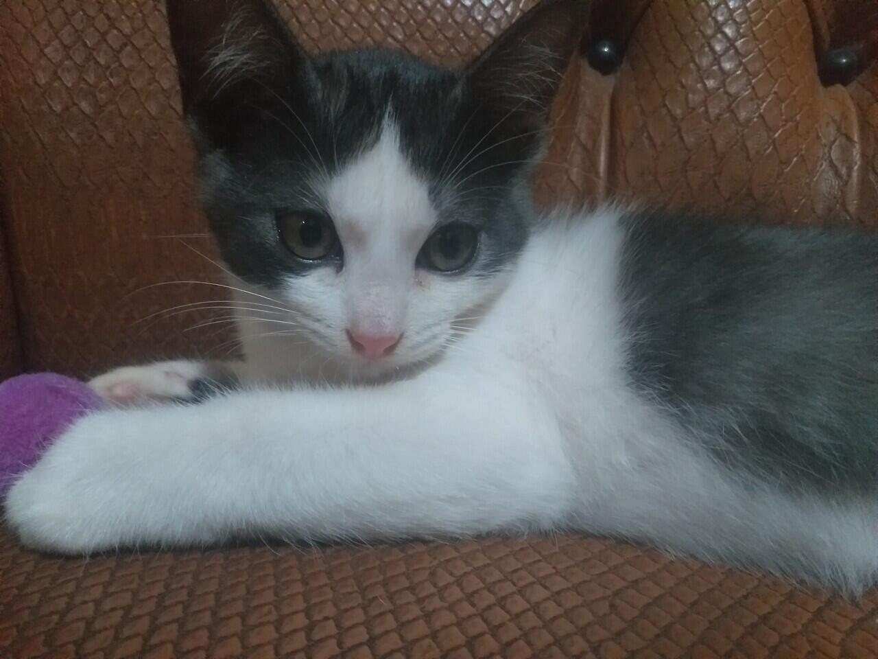 [Pengalaman Pribadi] Sterilisasi Kucing, Menurut Agan Perlu Nggak Sih ?