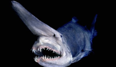 goblin+shark1.jpg