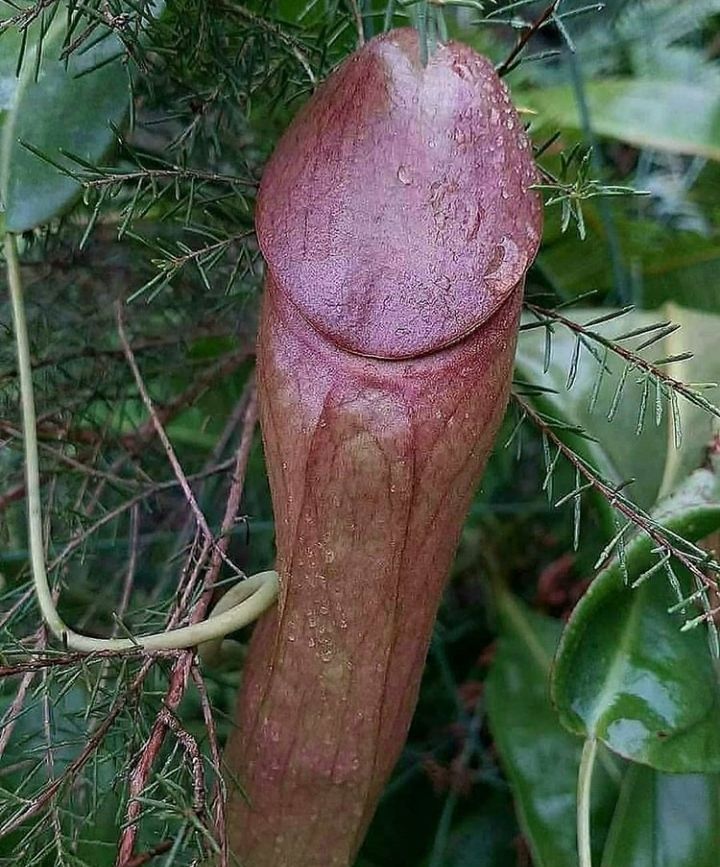 Mengerikan Sekali Tanaman Apa Ini