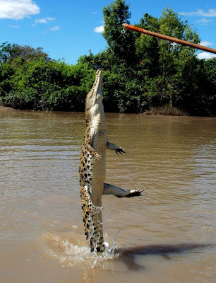 crocodiles_13.jpg