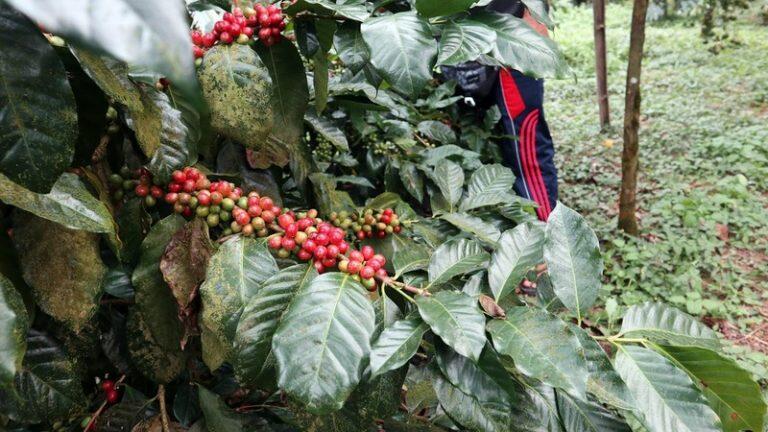 Asosiasi Eksportir & Industri Kopi Indonesia