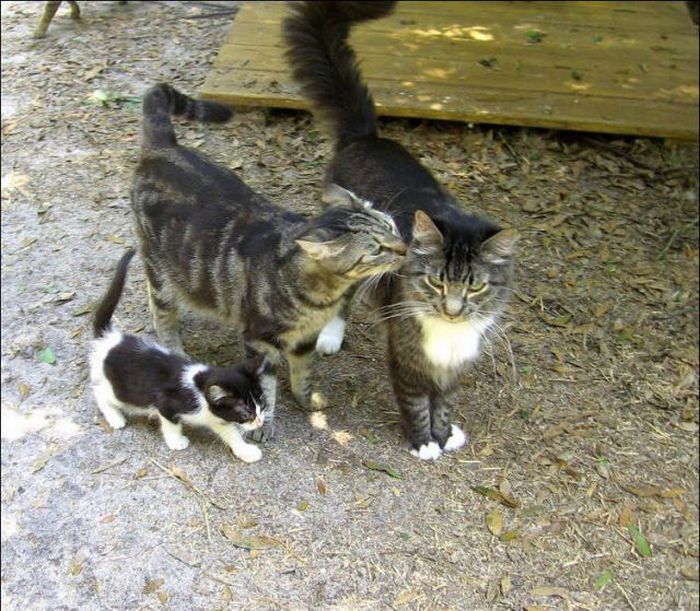 cat-city-23.jpg