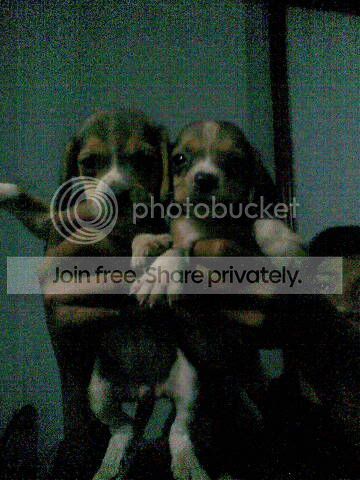 Beaglejtnbtn2blstb2jt.jpg
