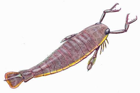Top 20 Abnormally Large Animal That Really Exist