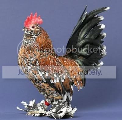 BeautifulChickensInTheWorld17.jpg