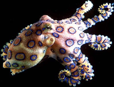 BlueRingedOctopus.jpg