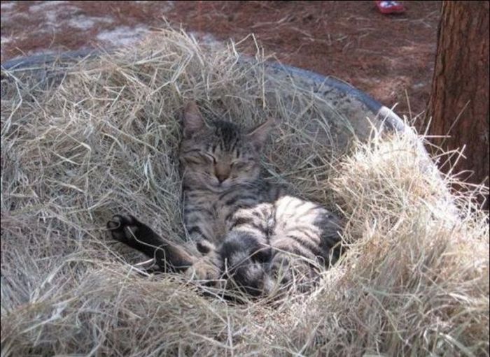 cat-city-27.jpg