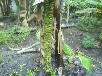 DSC00004.JPG