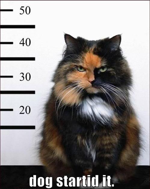 Jail%20Cat