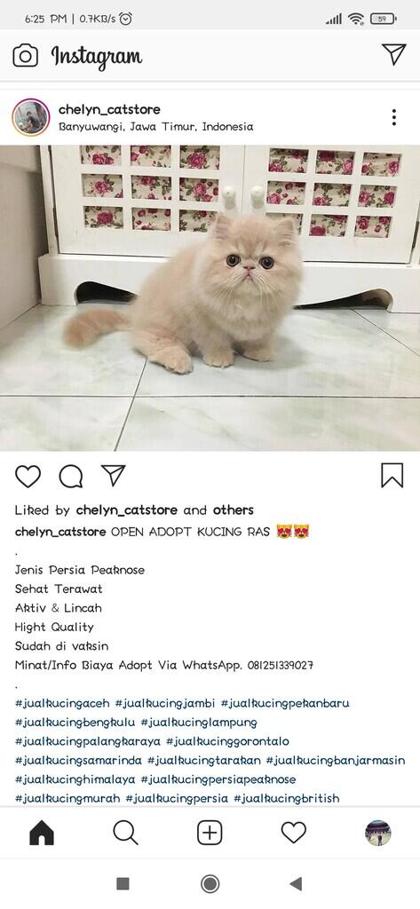 Hati-Hati Penipuan Modus Kucing Persia IG: chelyn_catstore