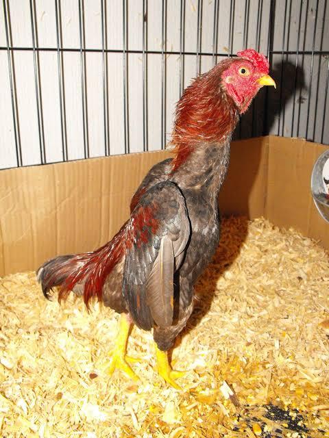 Ayam Gagah Dari Jepang Namanya Shamo