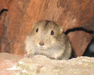 Lemming.jpg