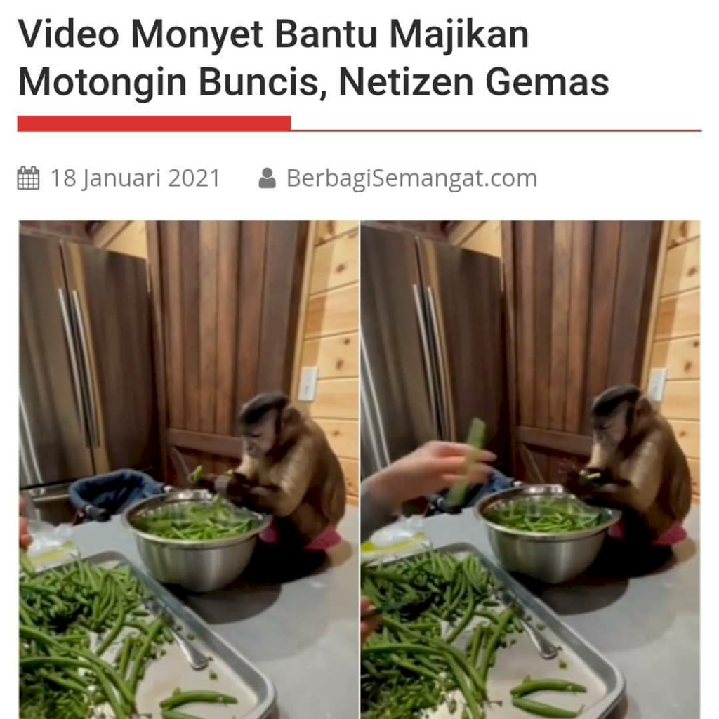 Bantu Majikan Di Dapur Monyet Satu Ini Bikin Gemes Netizen