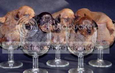 anjing.jpg