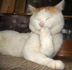 kucing.jpg