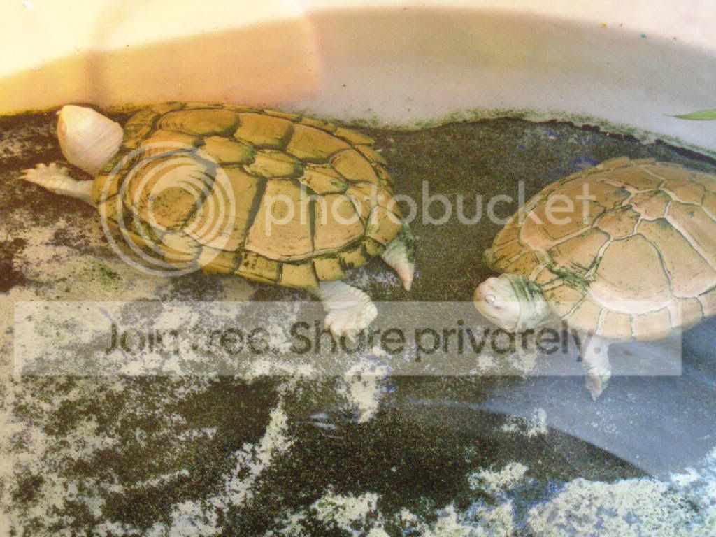 PB221041.jpg