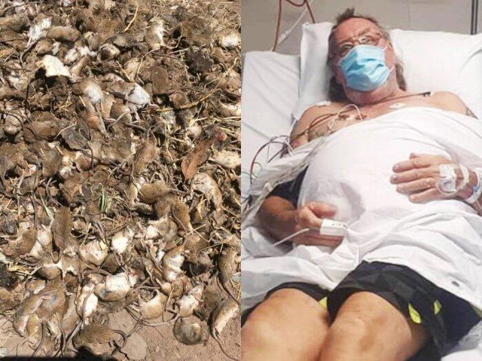 Pandemi Belum Usai, Australia Hadapi Wabah Tikus
