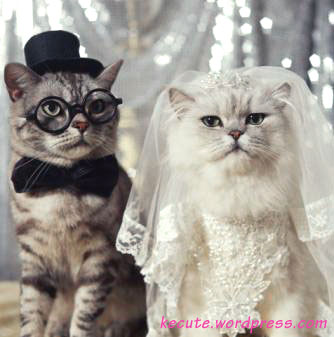 gatosboda.jpg