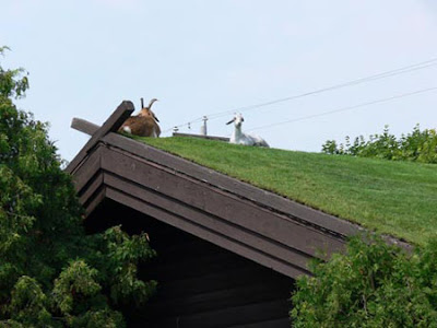 green_roofs_03.jpg