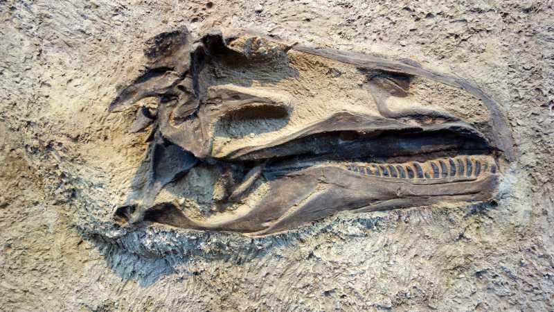 Mengapa di Indonesia Tidak Ada Fosil Dinosaurus?