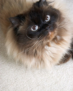 Himalayan_Cat.jpg
