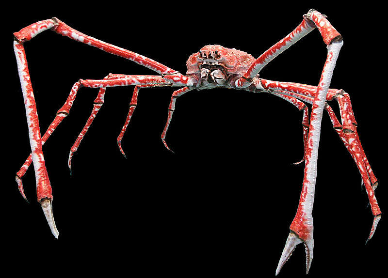 Top 20 Abnormally Large Animal That Really Exist