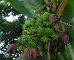 pisang_tandan5.jpg