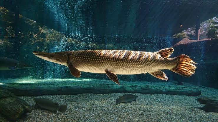 Jangan Membuang Ikan Peliharaan Ke Alam Liar