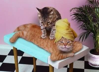 catmassagecat.jpg