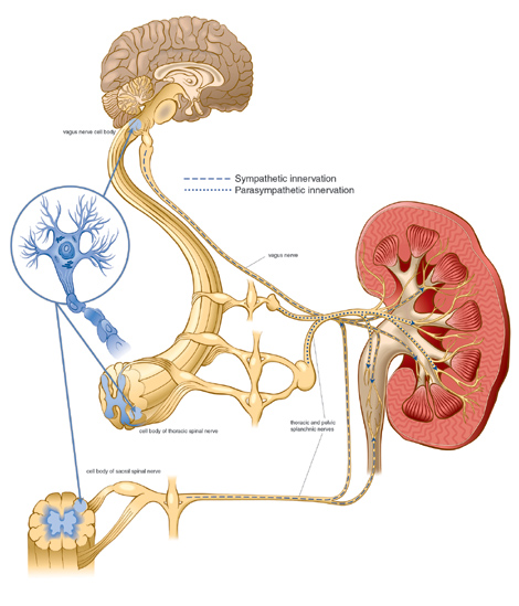 kidney.jpg